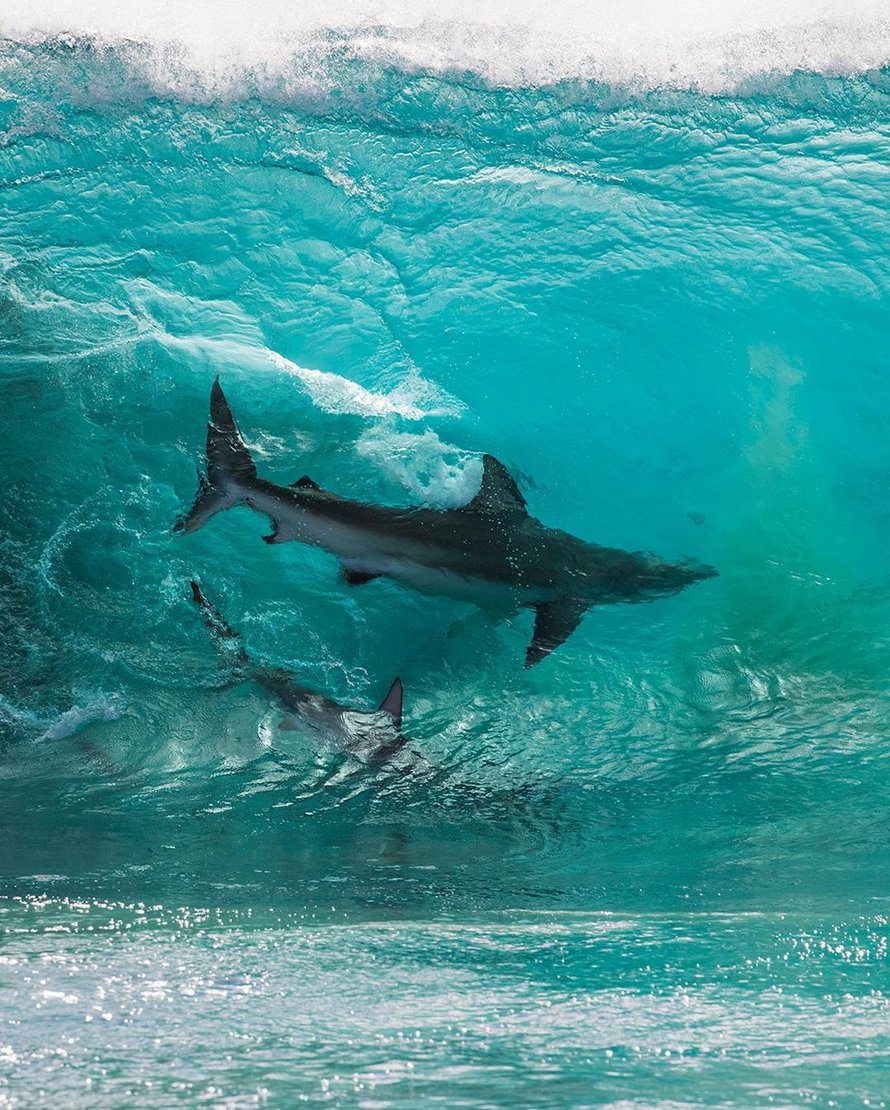 Des requins qui « surfent » sur les vagues ont été immortalisés par un photographe dans des clichés à couper le souffle