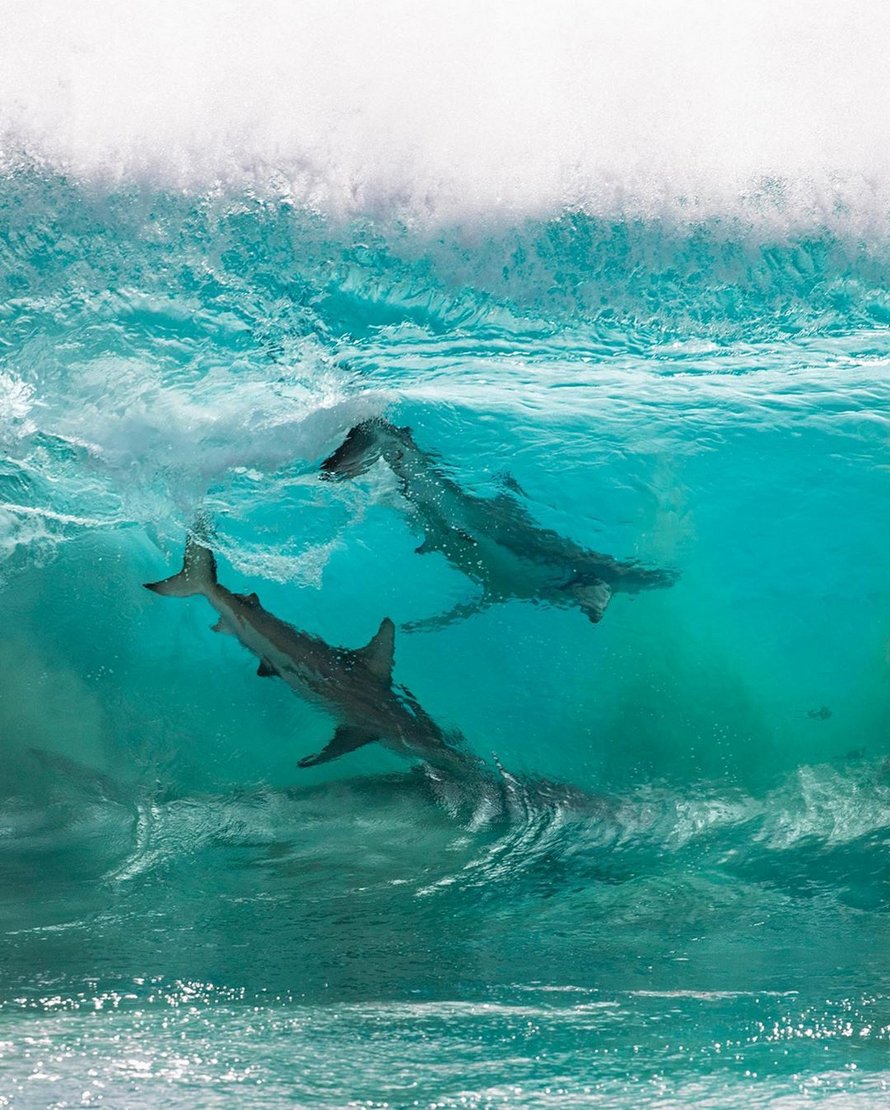 Des requins qui « surfent » sur les vagues ont été immortalisés par un photographe dans des clichés à couper le souffle