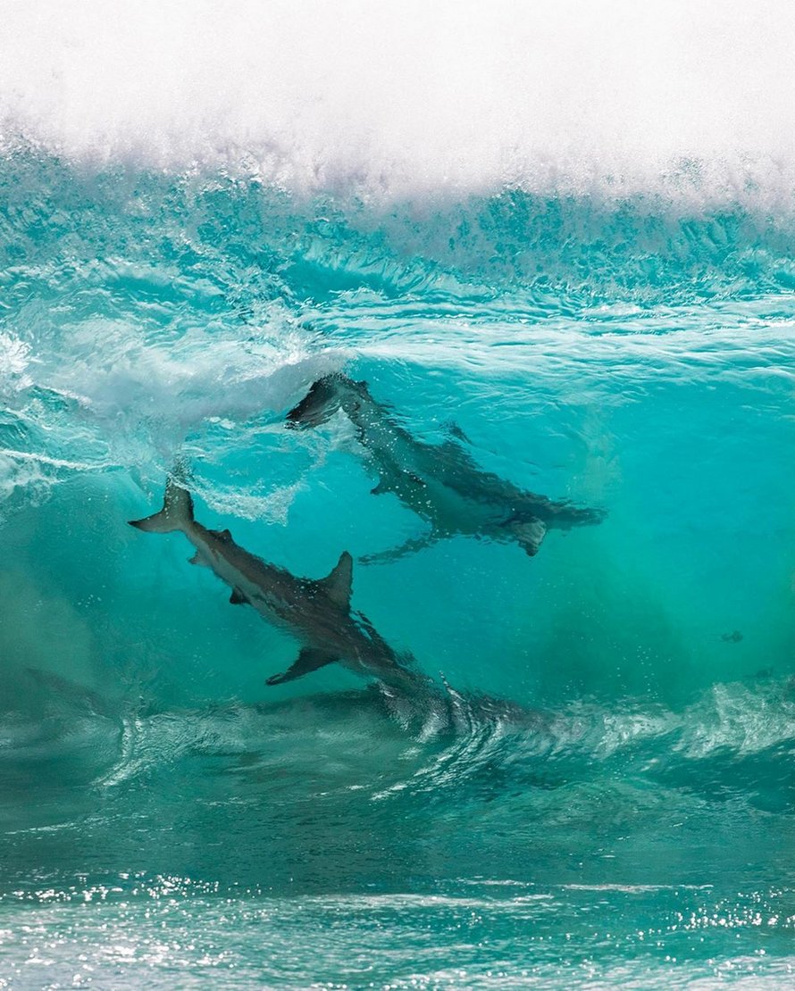 Des requins qui « surfent » sur les vagues ont été immortalisés par un photographe dans des clichés à couper le souffle