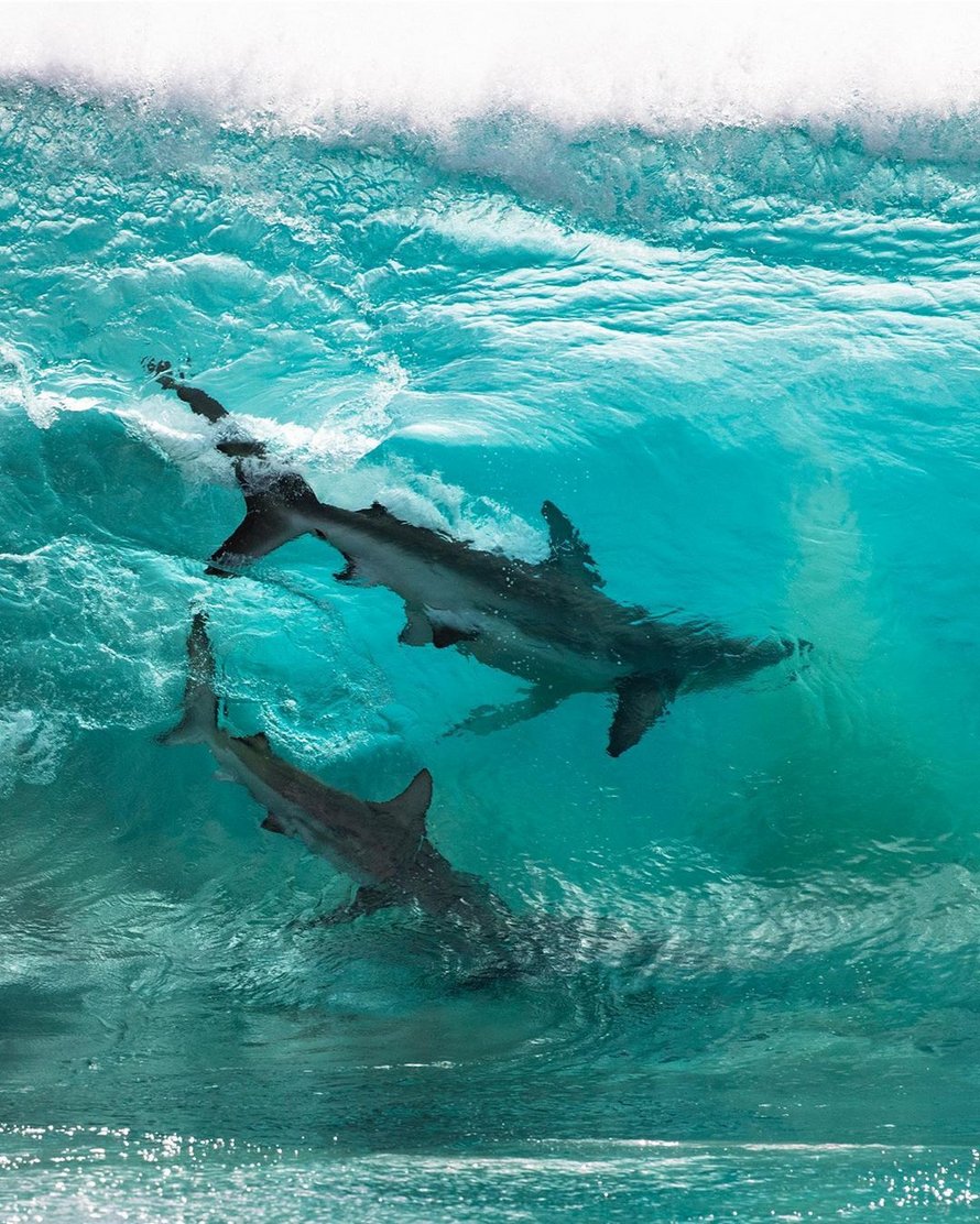 Des requins qui « surfent » sur les vagues ont été immortalisés par un photographe dans des clichés à couper le souffle