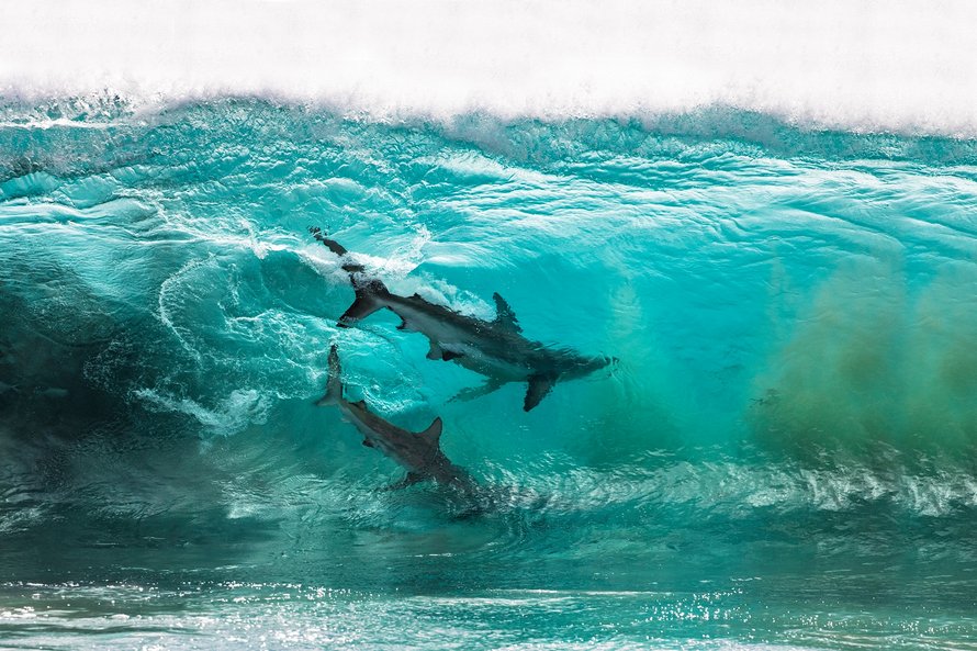Des requins qui « surfent » sur les vagues ont été immortalisés par un photographe dans des clichés à couper le souffle