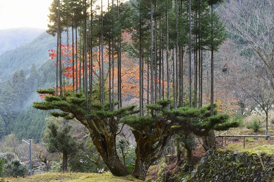Cette ancienne technique japonaise du 14e siècle permet de produire du bois d’oeuvre sans avoir à couper des arbres