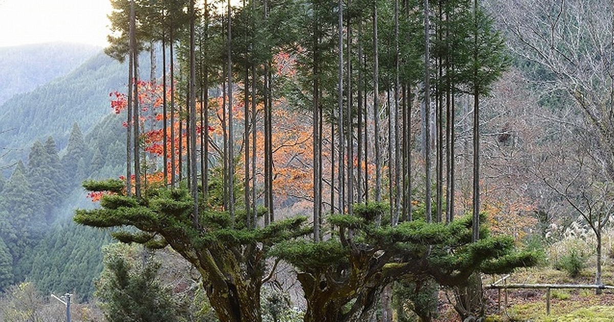 Cette ancienne technique japonaise du 14e siècle permet de produire du bois d&#8217;oeuvre sans avoir à couper des arbres