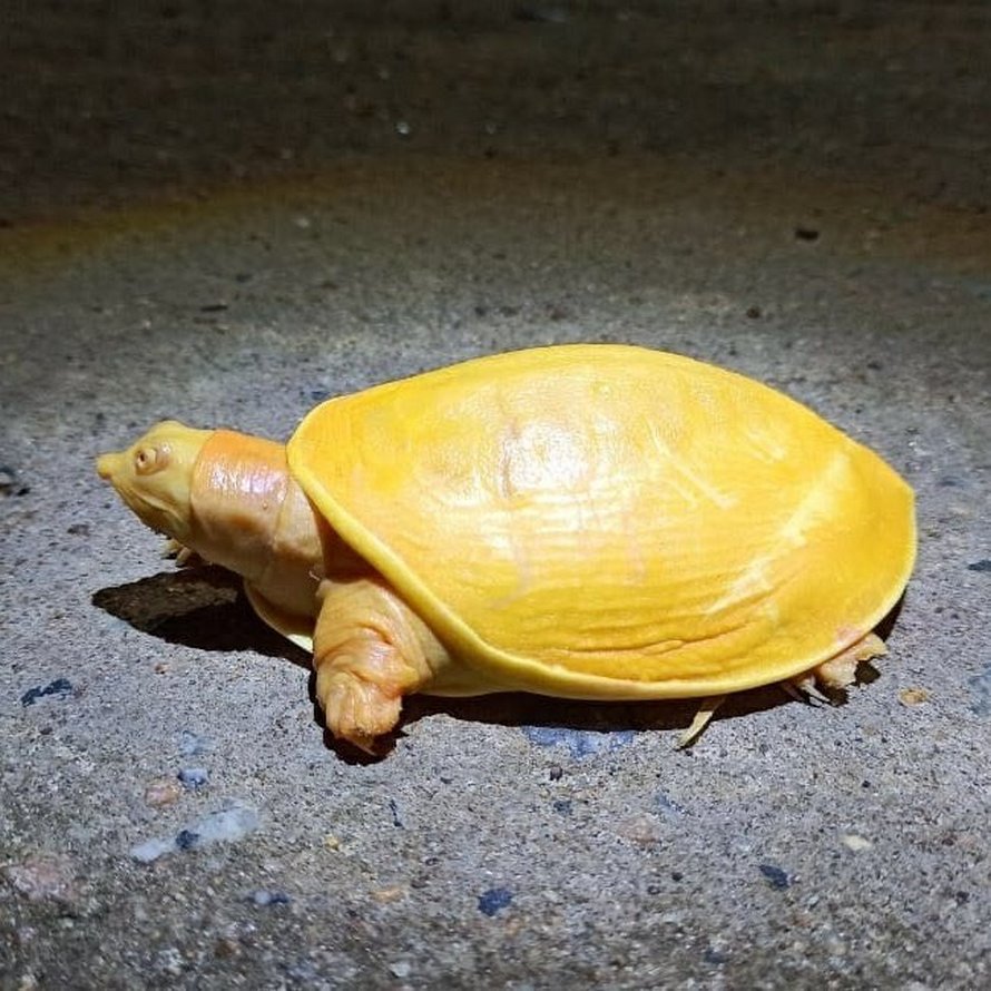 Des gens sauvent une rare tortue entièrement jaune