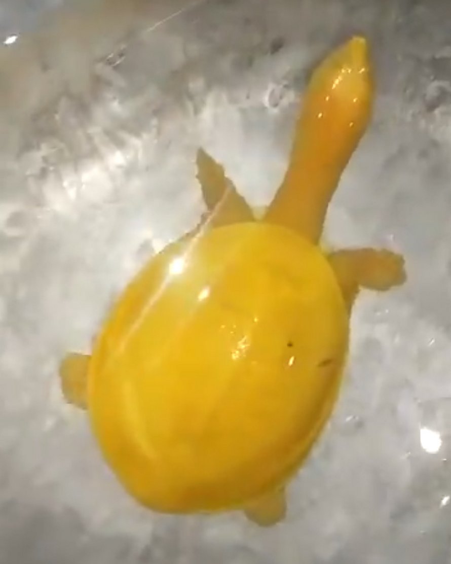Des gens sauvent une rare tortue entièrement jaune