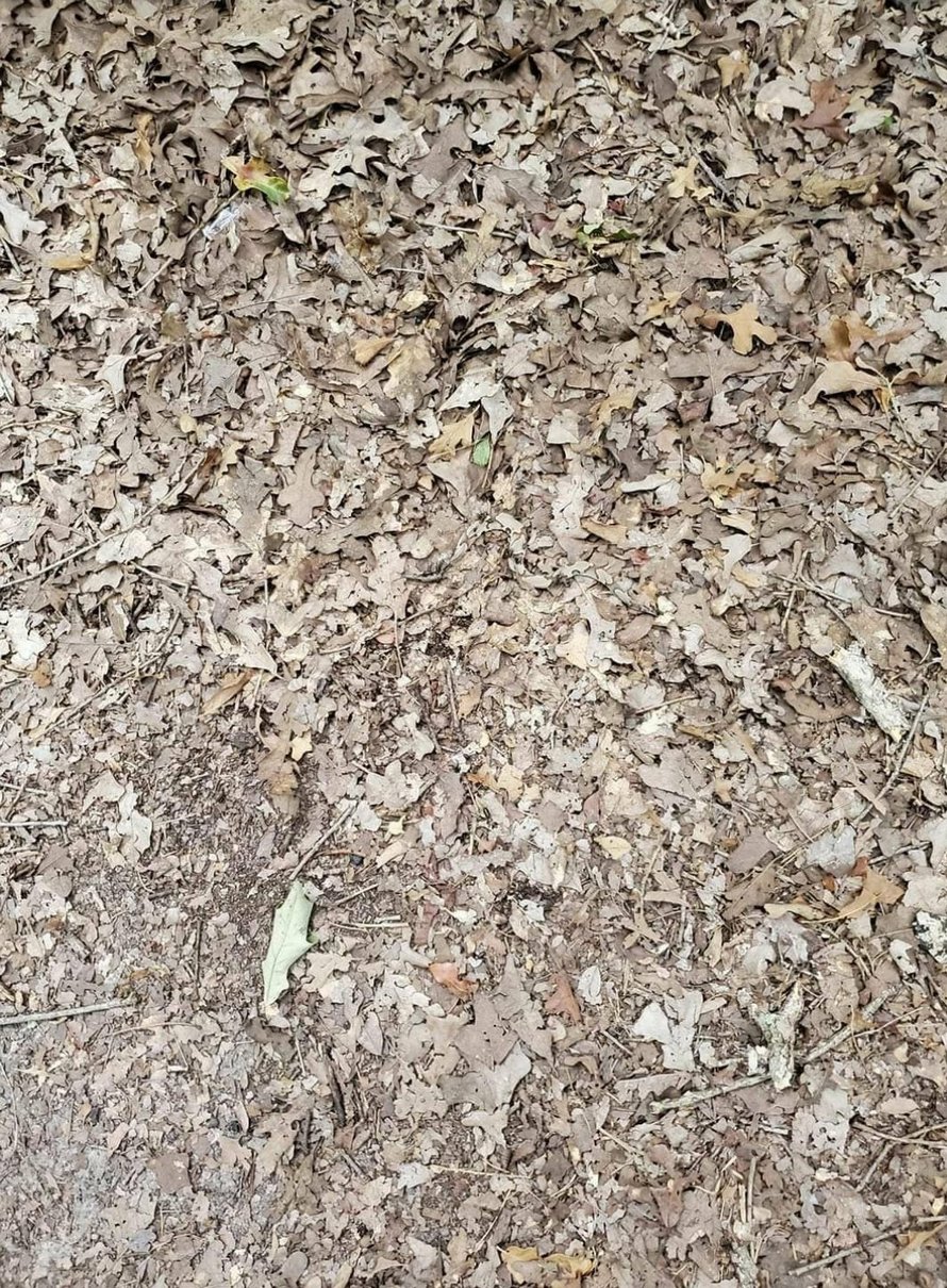 Les gens ont du mal à trouver le serpent sur cette photo en 15 secondes