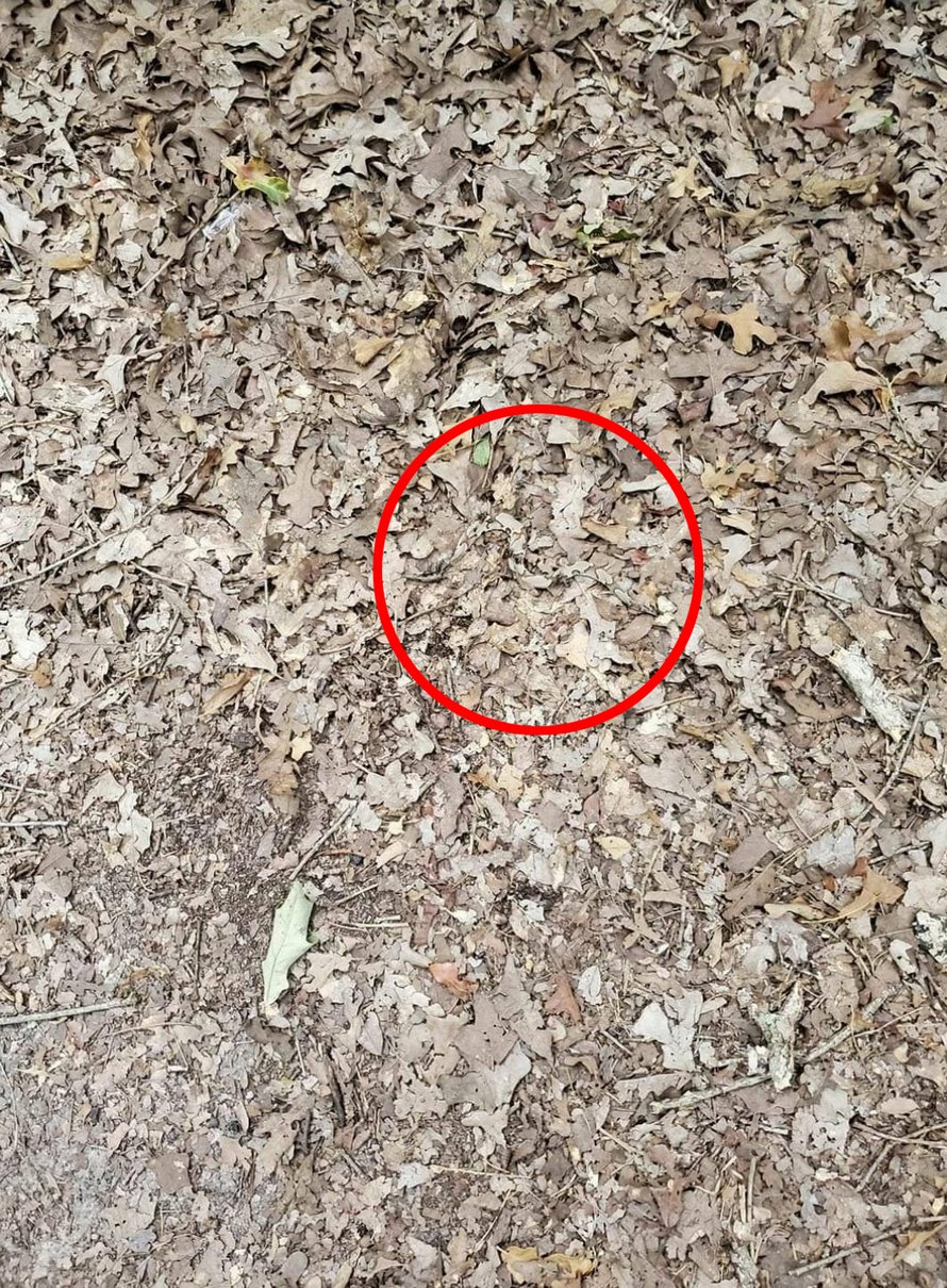Les gens ont du mal à trouver le serpent sur cette photo en 15 secondes