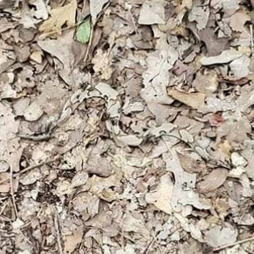 Les gens ont du mal à trouver le serpent sur cette photo en 15 secondes