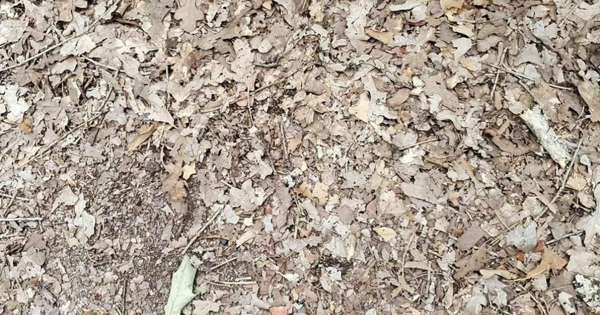 Les gens ont du mal à trouver le serpent sur cette photo en 15 secondes