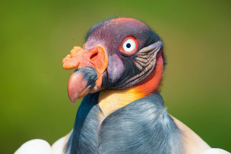 Cet oiseau hyper coloré va changer ta façon de voir les vautours