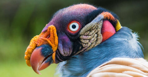 Cet oiseau hyper coloré va changer ta façon de voir les vautours