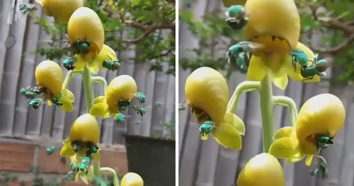 Ces abeilles vertes et brillantes existent et elles sont fascinantes