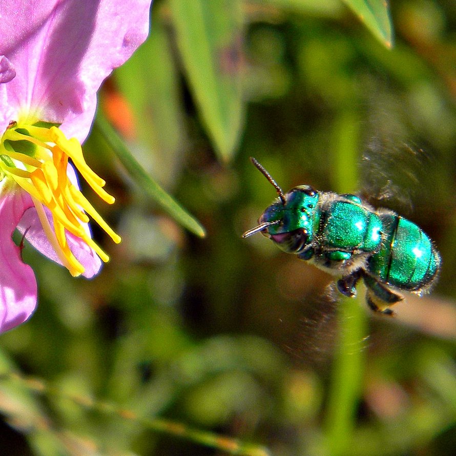 Ces abeilles vertes et brillantes existent et elles sont fascinantes