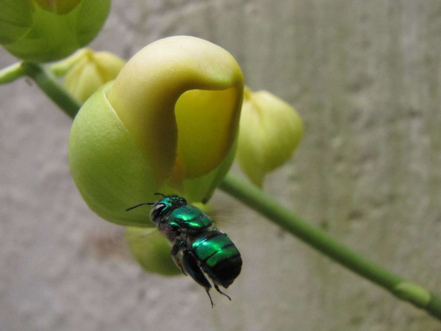 Ces abeilles vertes et brillantes existent et elles sont fascinantes