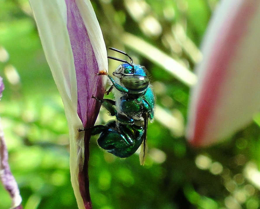 Ces abeilles vertes et brillantes existent et elles sont fascinantes
