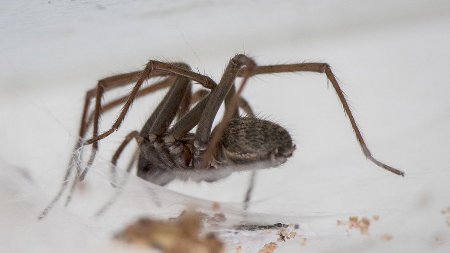Des Araignees Geantes Folles De Sexe Envahissent Les Maisons De La France Et Du Quebec Ipnoze
