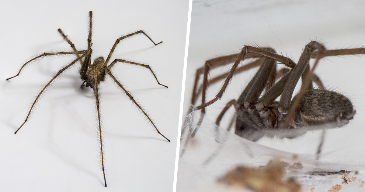 Comment sont utilisées les araignées
