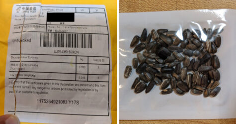 Les autorités avertissent les gens de ne pas planter de mystérieuses graines livrées par la poste