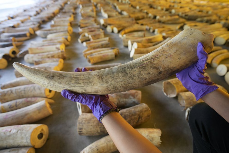 Un braconnier qui a tué plus de 500 éléphants est condamné à 30 ans de prison