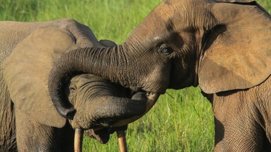 Un braconnier qui a tué plus de 500 éléphants est condamné à 30 ans de prison