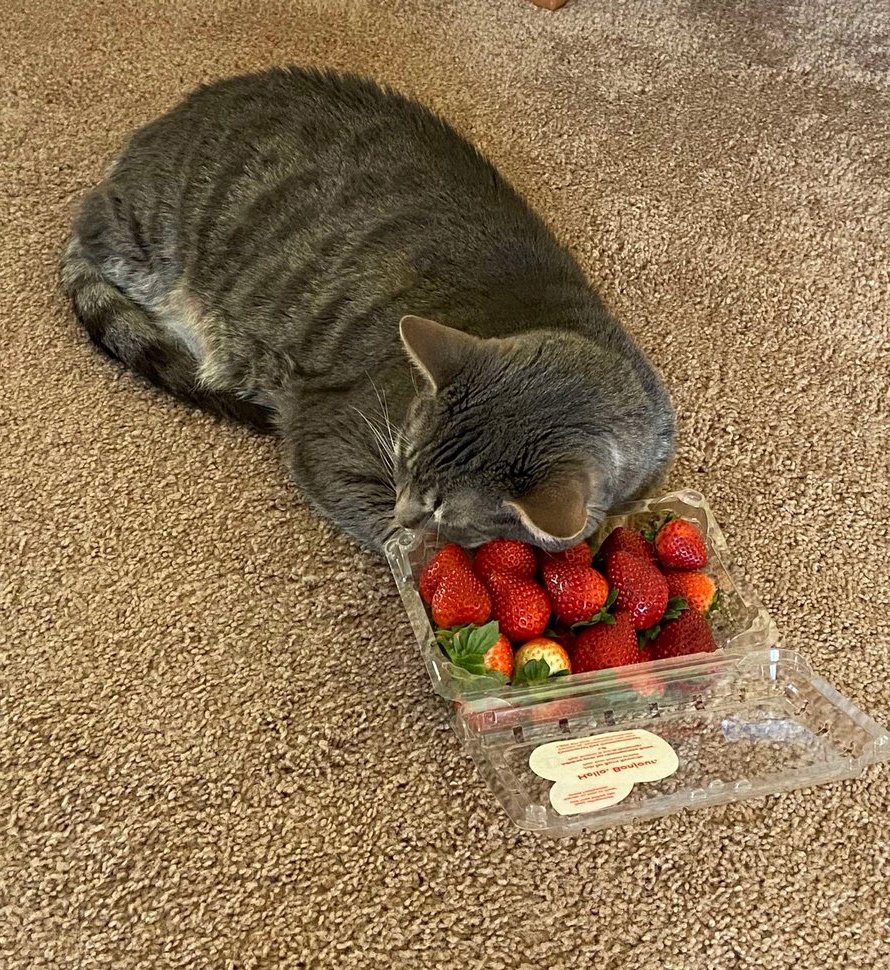 Ce Chat Aime Se Blottir Contre Une Barquette De Fraises Plus Que Tout Au Monde Ipnoze Ce Chat Aime Se Blottir Contre Une Barquette De Fraises Plus Que Tout Au Monde Ipnoze