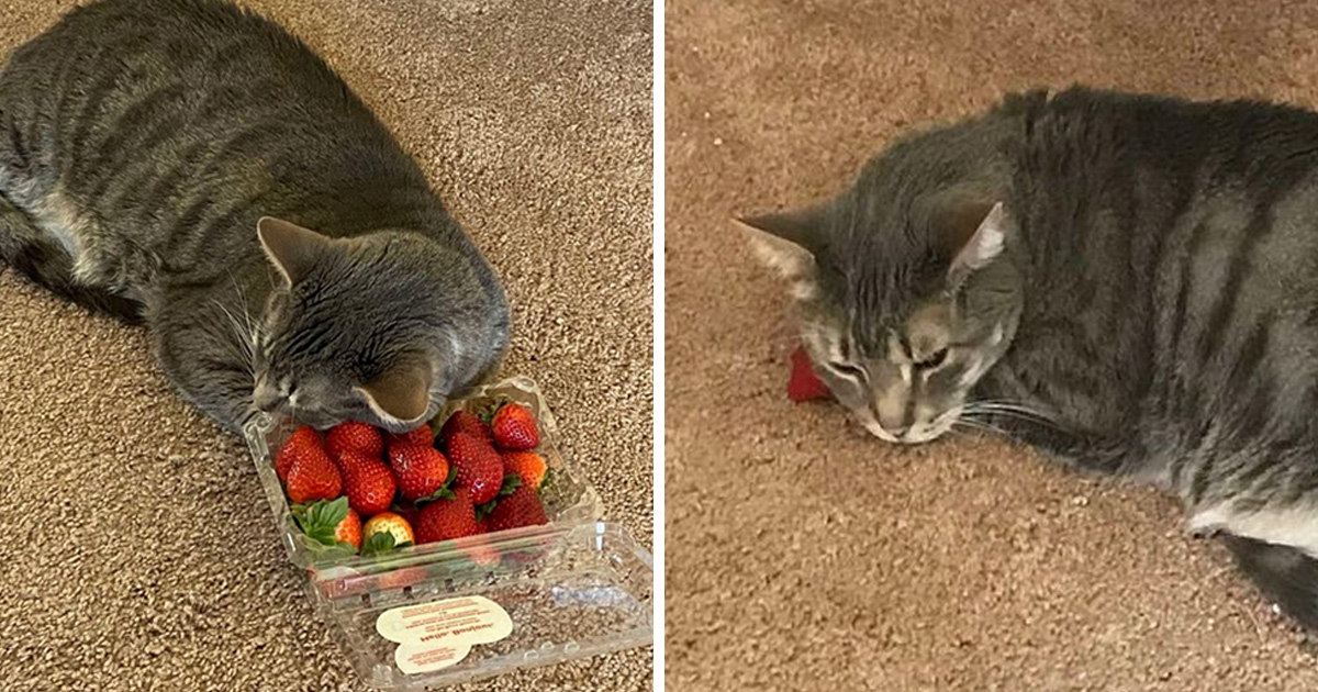 Ce Chat Aime Se Blottir Contre Une Barquette De Fraises Plus Que Tout Au Monde Ipnoze Ce Chat Aime Se Blottir Contre Une Barquette De Fraises Plus Que Tout Au Monde Ipnoze