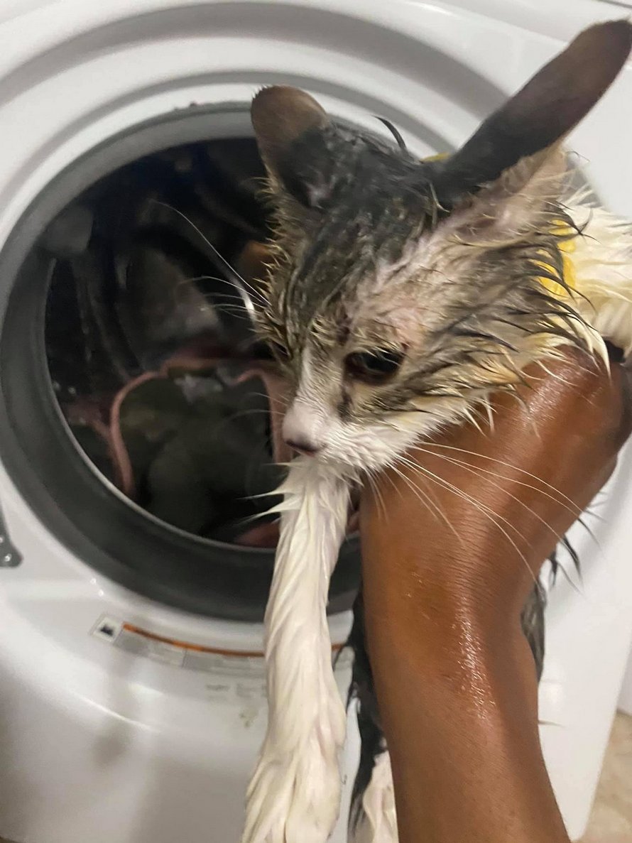 J Ai Accidentellement Mis Mon Chat Dans Le Seche Linge