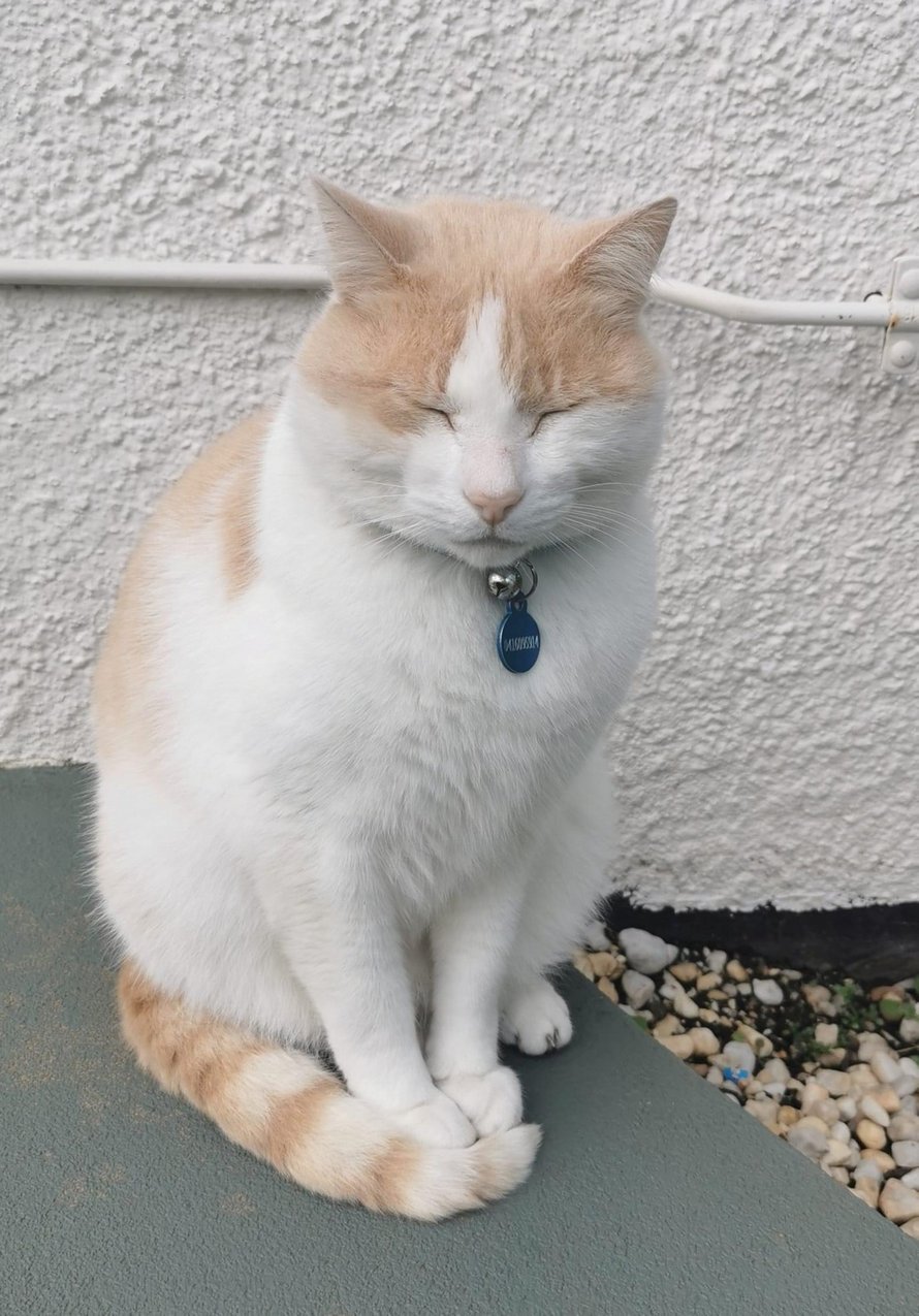 Ce chat aime tellement errer à l’hôpital qu’il a obtenu un emploi et son propre badge