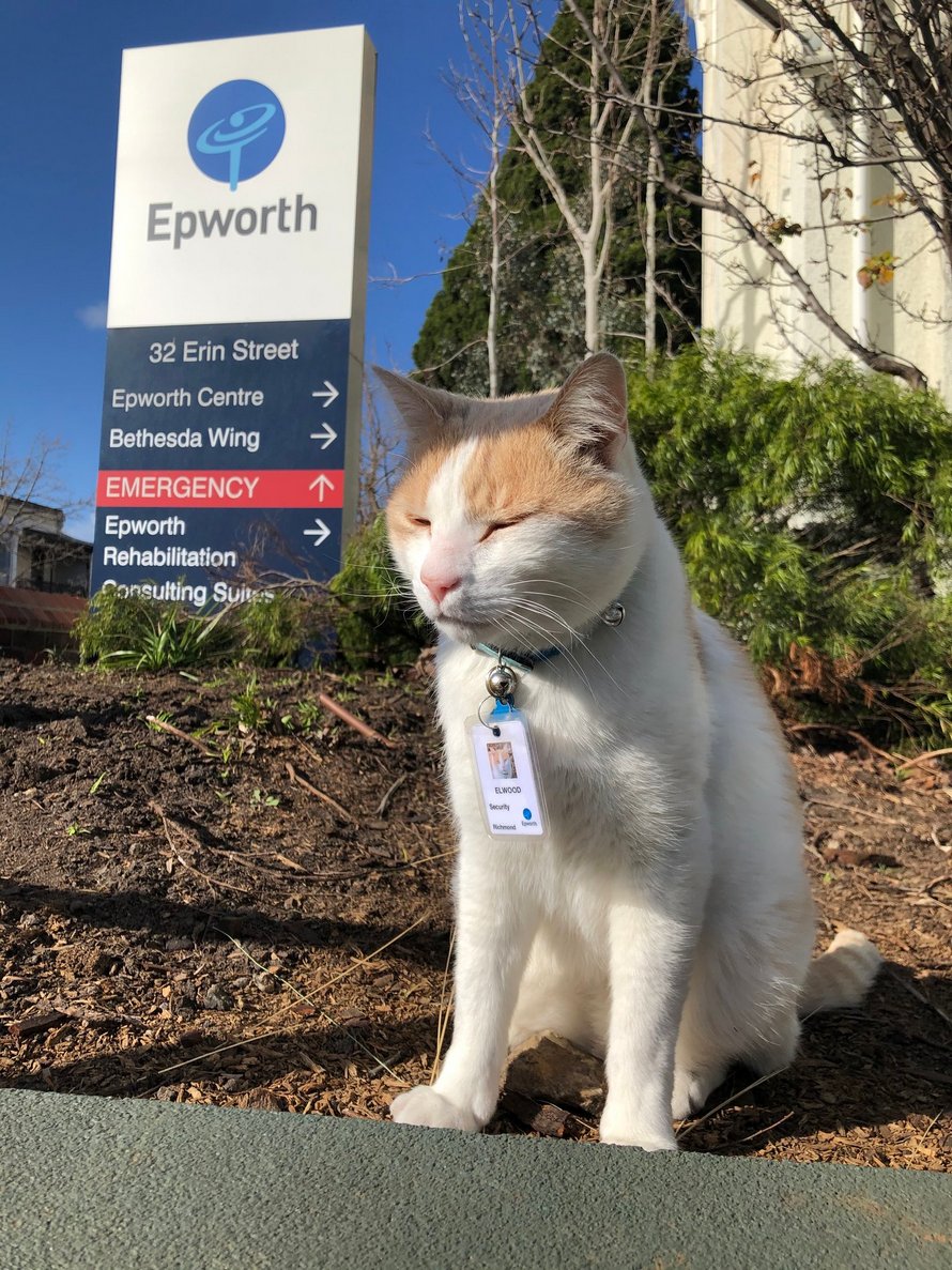 Ce chat aime tellement errer à l’hôpital qu’il a obtenu un emploi et son propre badge