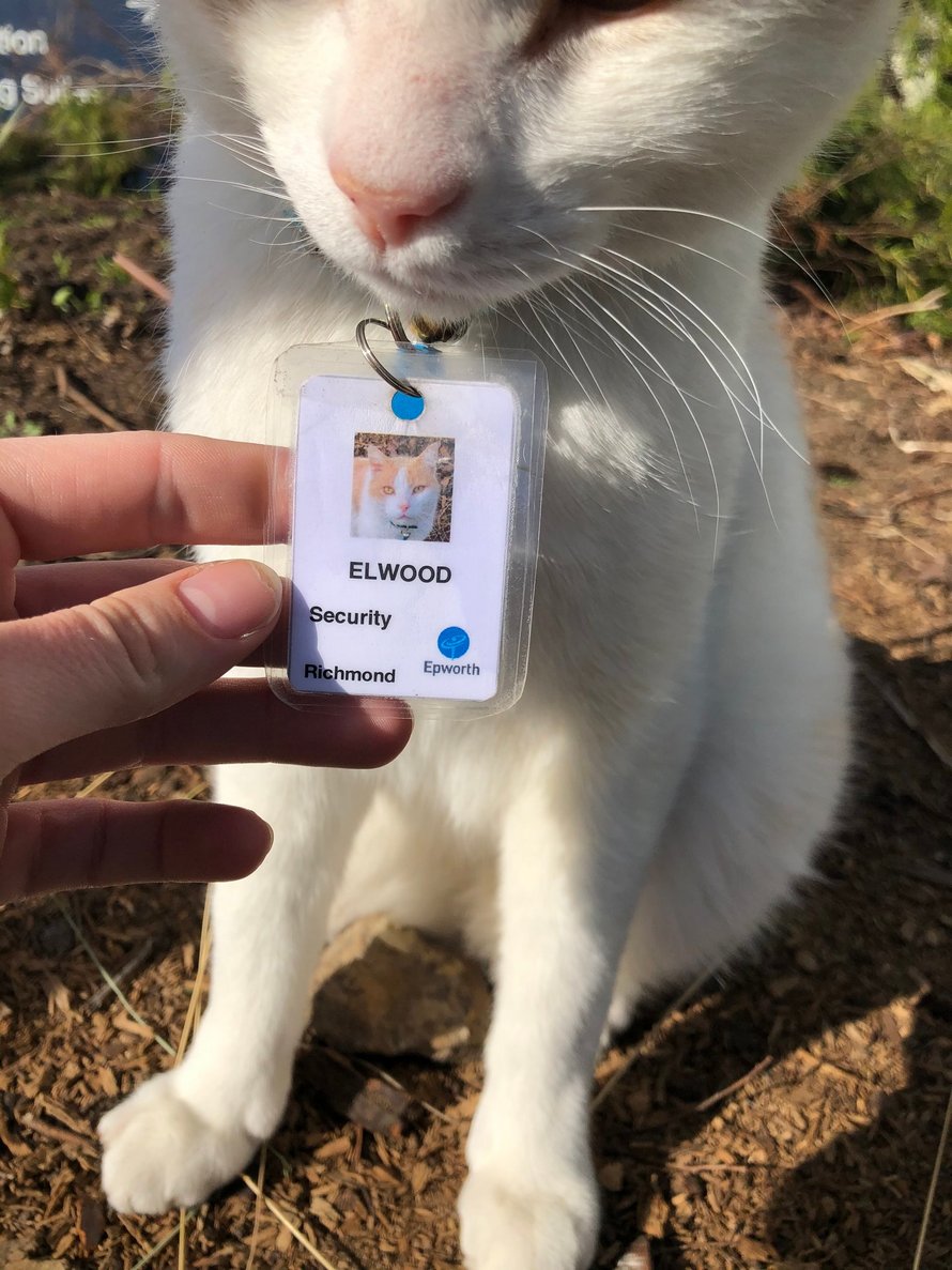 Ce chat aime tellement errer à l’hôpital qu’il a obtenu un emploi et son propre badge