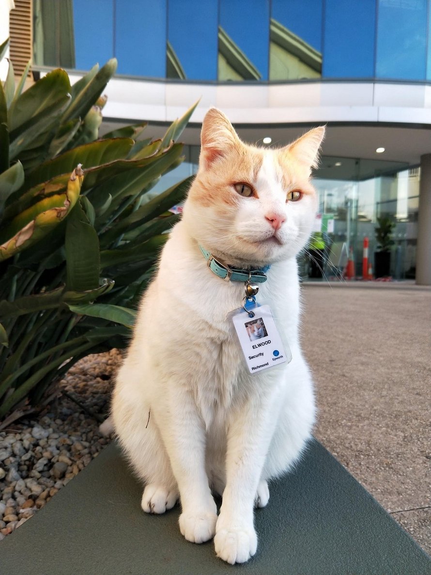Ce chat aime tellement errer à l’hôpital qu’il a obtenu un emploi et son propre badge