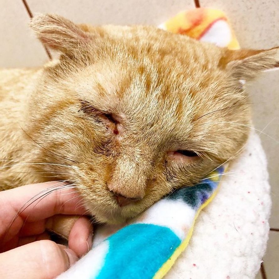 Apres Avoir Convaincu Son Proprietaire Une Femme Ramene Le Plus Triste Des Chats Errants Chez Elle Et Un An Plus Tard Il Est Meconnaissable Ipnoze