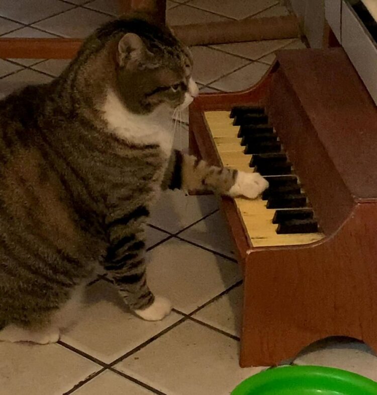Ce chat joue du piano chaque fois qu’il a faim