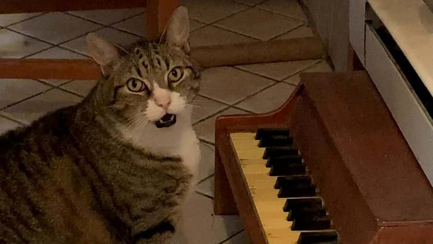 Ce chat joue du piano chaque fois qu’il a faim