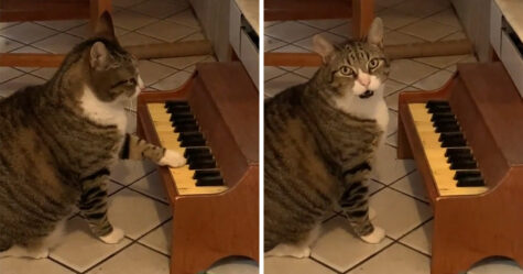 Ce chat joue du piano chaque fois qu’il a faim