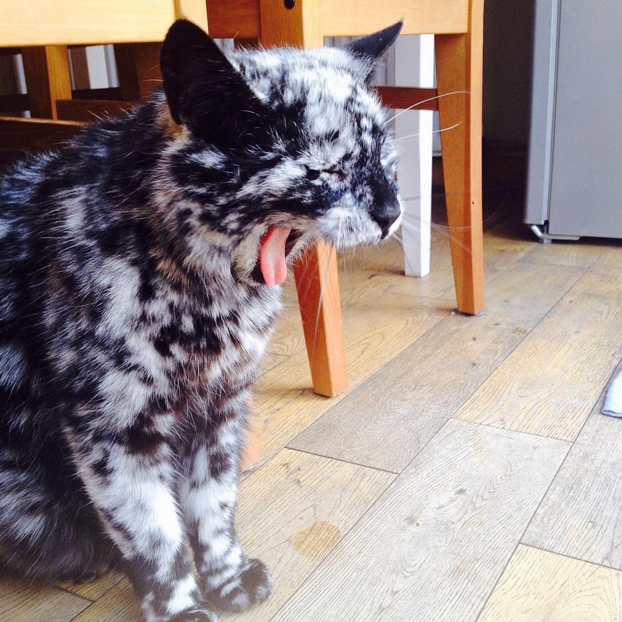 La Robe De Ce Chat Noir S Est Transformee En Un Motif Marbre Noir Et Blanc A L Age De 7 Ans Ipnoze