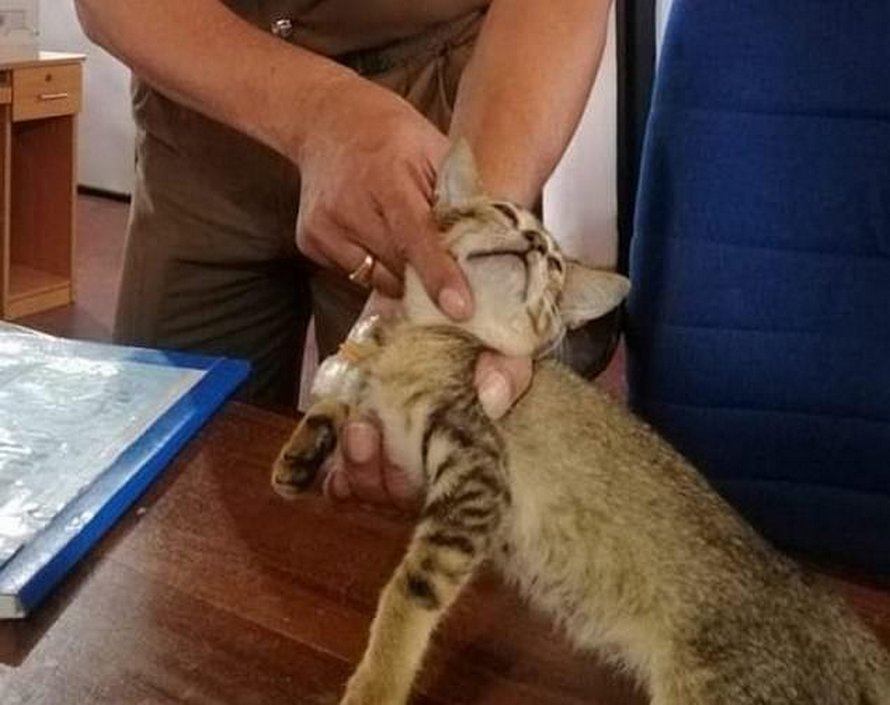 Un Chat Trafiquant De Drogue S Echappe De Prison Apres Avoir Ete Trouve En Possession D Heroine Ipnoze