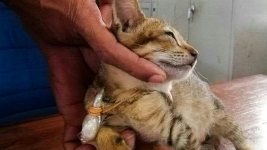 Un chat « trafiquant de drogue » s’échappe de prison après avoir été trouvé en possession d’héroïne