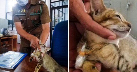 Un chat « trafiquant de drogue » s’échappe de prison après avoir été trouvé en possession d’héroïne