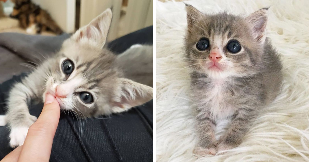 Un Chaton Trouve Seul Sur Un Porche Decouvre Les Calins Et Insiste Pour En Avoir Plus Ipnoze