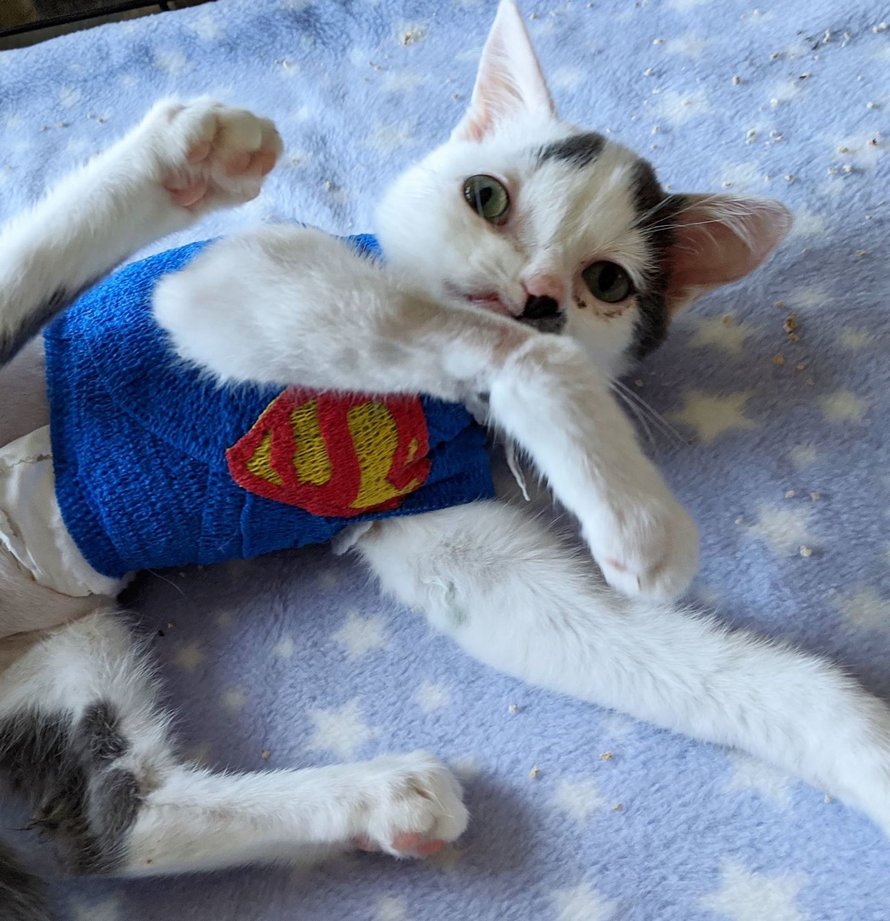 Ce Chaton Au Visage Unique Veut Etre Aime Par Quelqu Un Tel Qu Il Est Ipnoze Ce Chaton Au Visage Unique Veut Etre Aime Par Quelqu Un Tel Qu Il Est Ipnoze