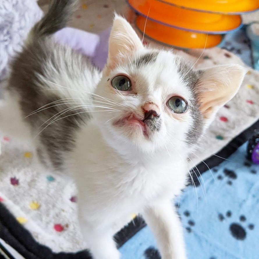 Ce Chaton Au Visage Unique Veut Etre Aime Par Quelqu Un Tel Qu Il Est Ipnoze Ce Chaton Au Visage Unique Veut Etre Aime Par Quelqu Un Tel Qu Il Est Ipnoze