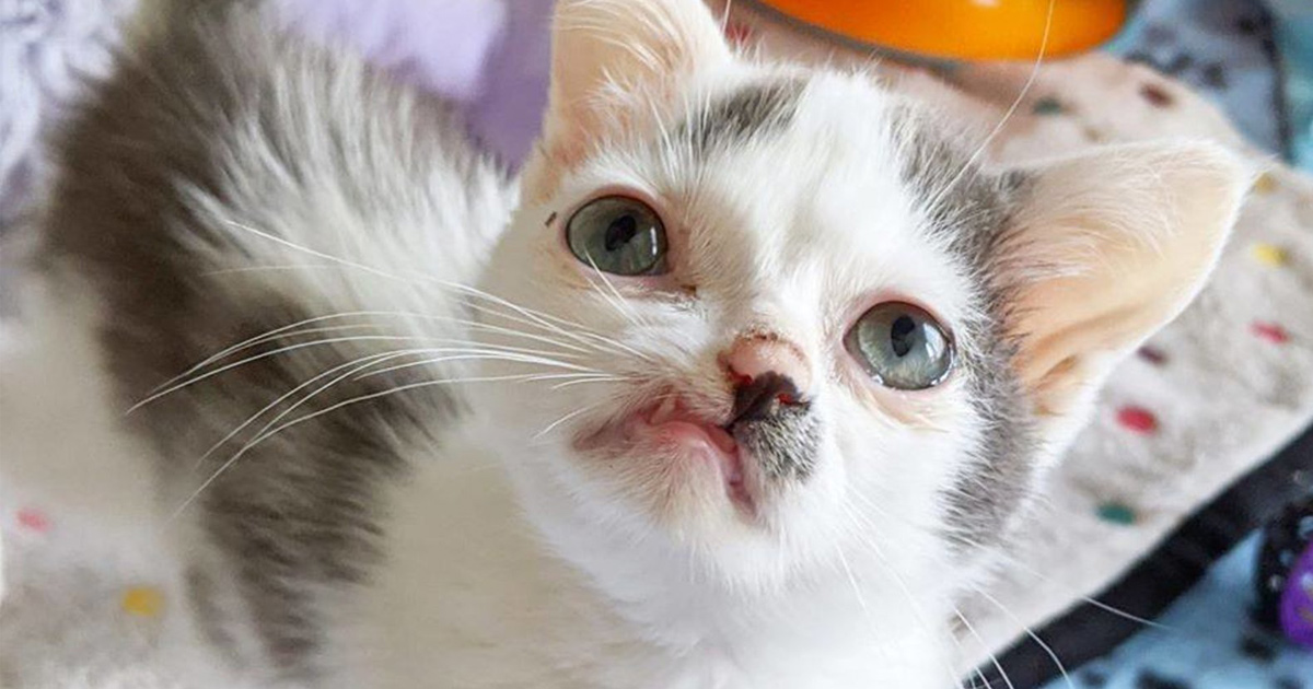 Ce Chaton Au Visage Unique Veut Etre Aime Par Quelqu Un Tel Qu Il Est Ipnoze Ce Chaton Au Visage Unique Veut Etre Aime Par Quelqu Un Tel Qu Il Est Ipnoze