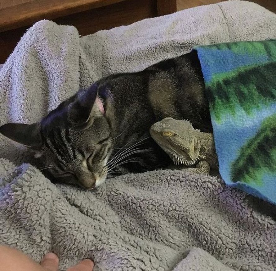 Ces Chats Qui Ont Rencontre Des Lezards Vont Te Faire Rigoler Ipnoze