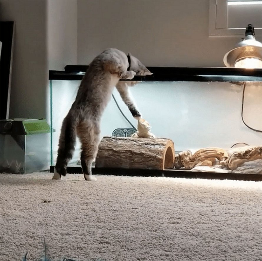 Ces Chats Qui Ont Rencontre Des Lezards Vont Te Faire Rigoler Ipnoze