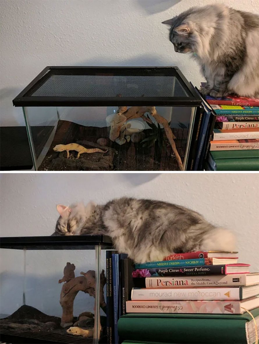 Ces chats qui ont rencontré des lézards vont te faire rigoler