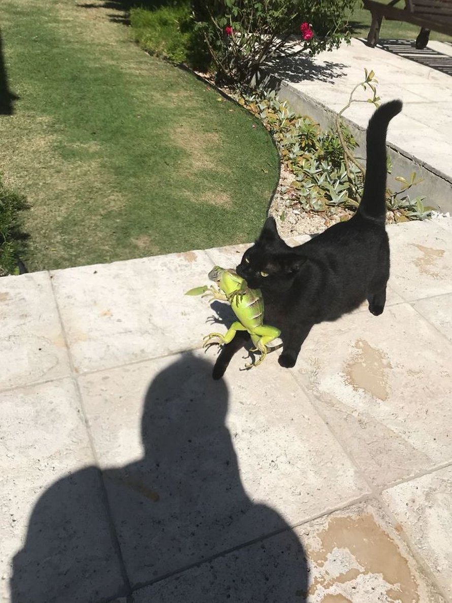 Ces Chats Qui Ont Rencontre Des Lezards Vont Te Faire Rigoler Ipnoze