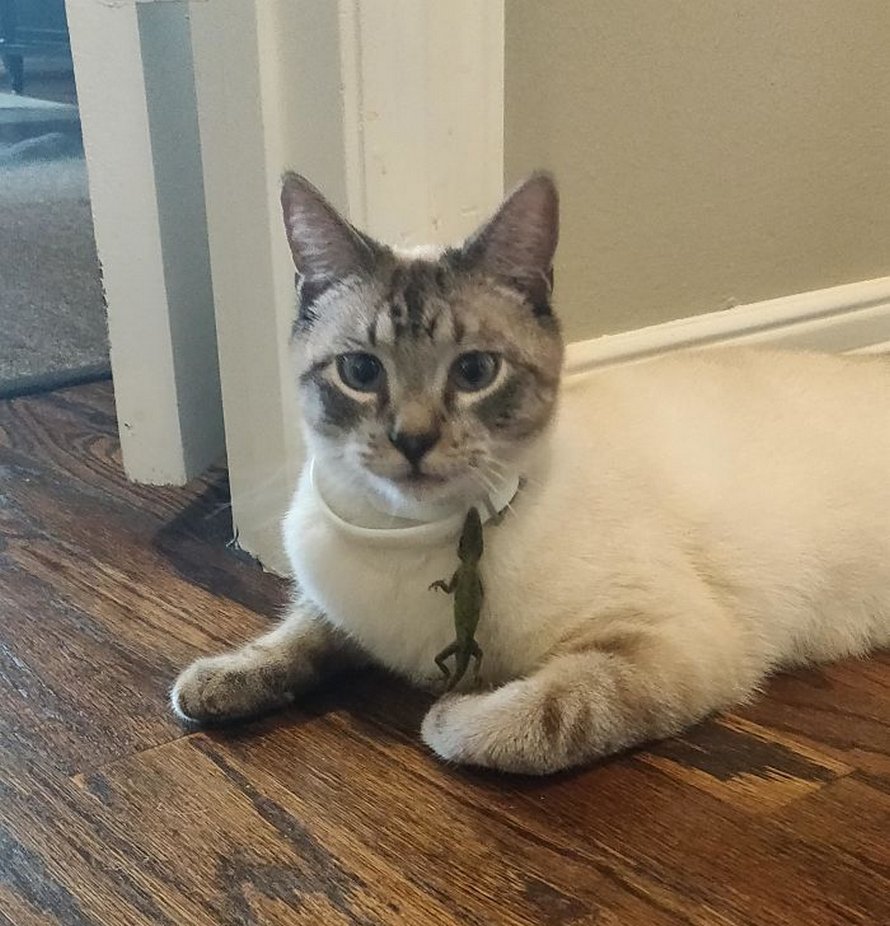 Ces chats qui ont rencontré des lézards vont te faire rigoler