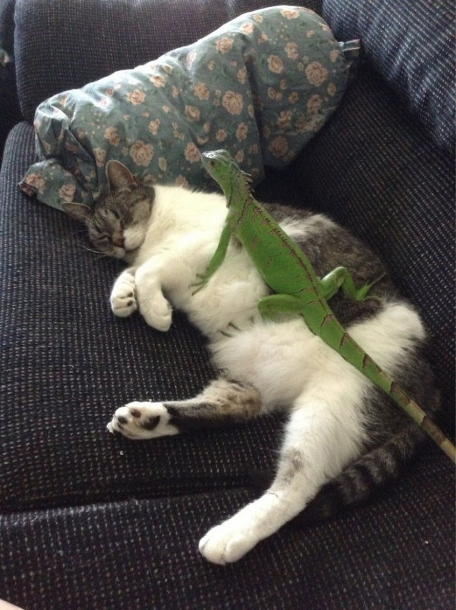 Ces chats qui ont rencontré des lézards vont te faire rigoler