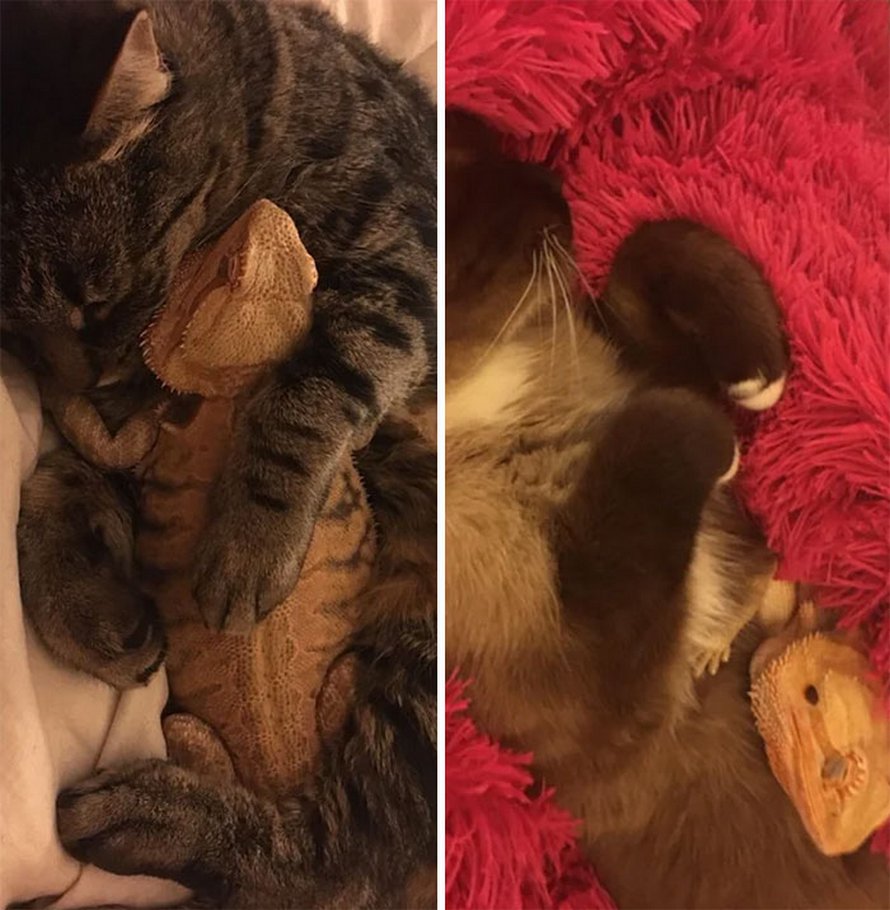 Ces chats qui ont rencontré des lézards vont te faire rigoler